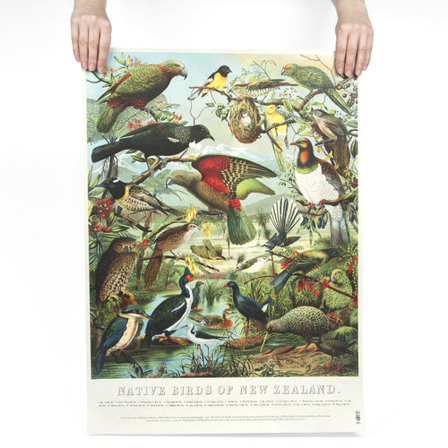 NZ Native Birds Poster